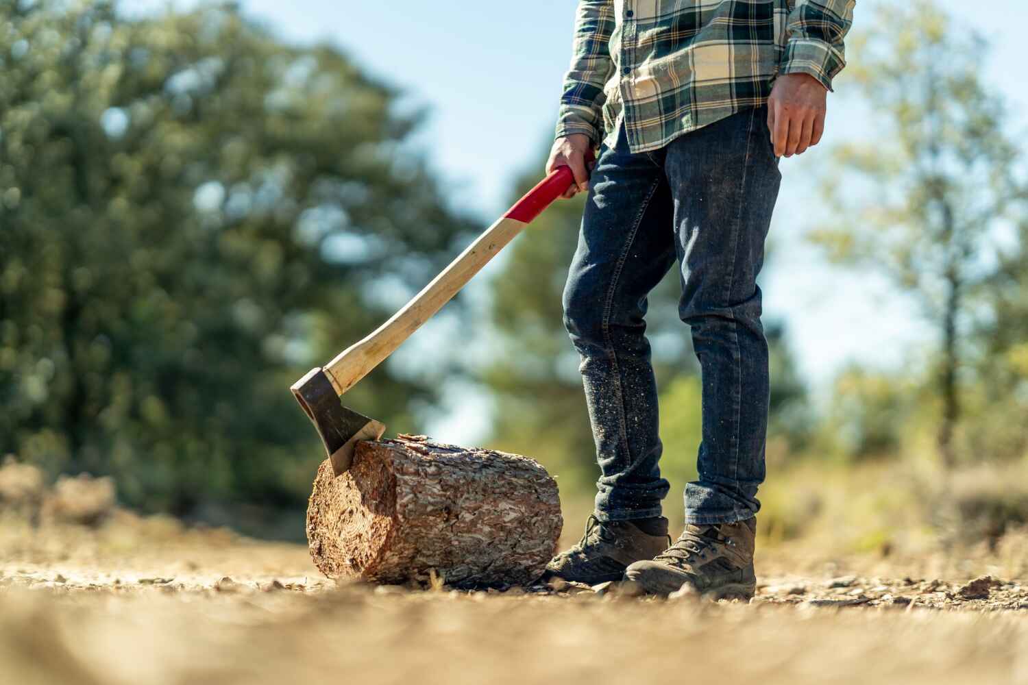 Best Large Tree Removal  in St Augusta, MN